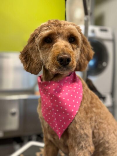 well groomed brown dog with a pink scarf